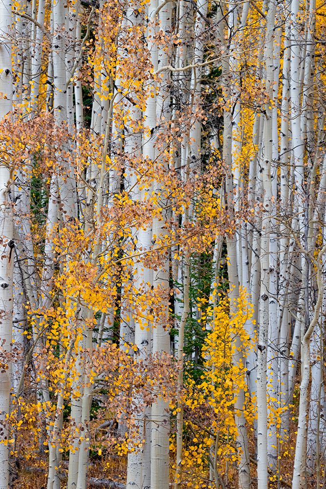 Aspen patterns in Colorado-USA. art print by Betty Sederquist for $57.95 CAD